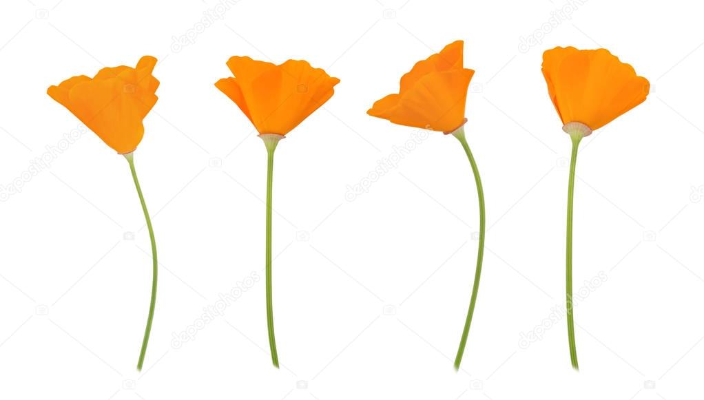 Orange eschscholzia set isolated on a white. Full depth of field.