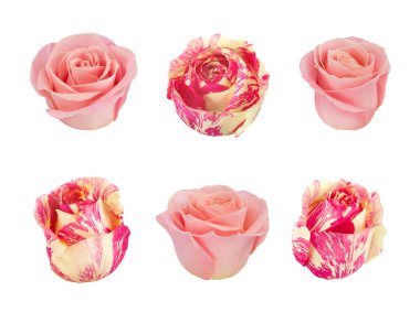 Pembe ve beyaz güller ile ayarlayın. Tasarım öğeleri.