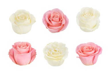 Pembe ve beyaz güller ile ayarlayın. Tasarım öğeleri.