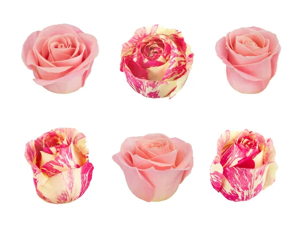 Pembe ve beyaz güller ile ayarlayın. Tasarım öğeleri.