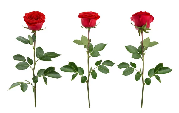 Set med röda rosor. Som designelement. — Stockfoto