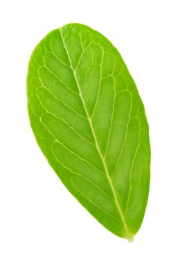 Fuska yaprak beyaz izole.