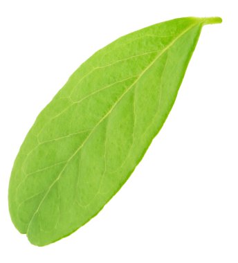 Fuska yaprak beyaz izole.