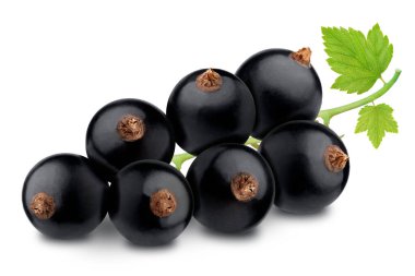 Beyaz arka planda yaprakları olan siyah kuşüzümü dalı..