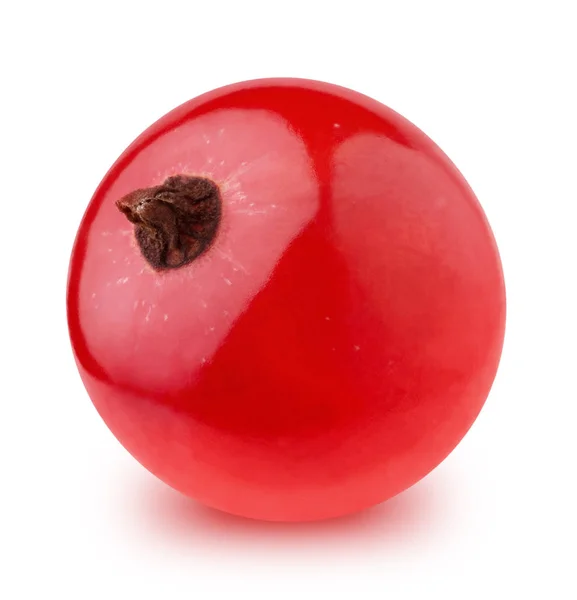 Closeup de groselha vermelha isolada em um fundo branco . — Fotografia de Stock