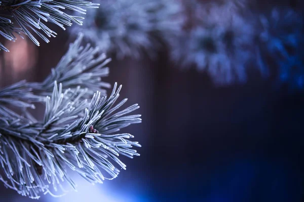 Weihnachten schneebedeckt Hintergrund — Stockfoto