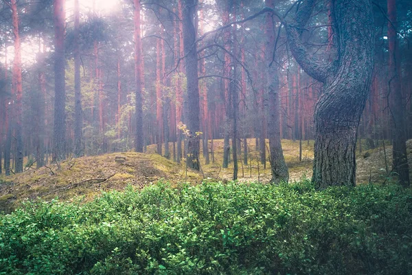 Forêt brumeuse de printemps — Photo