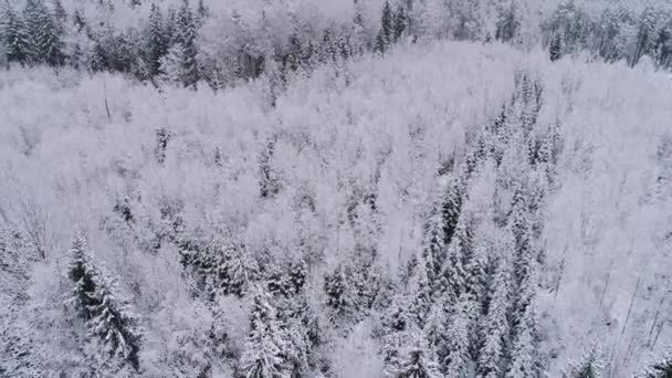 Floresta Branca Natal Voando Sobre Floresta Coberta Neve — Vídeo de Stock