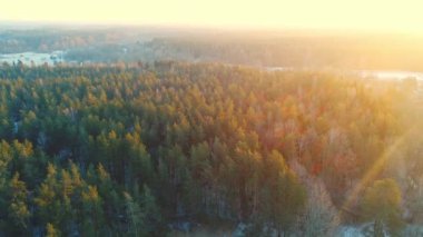 Bahar orman güneş ışığı altında yukarıdan. Hava panoramik lens ile orman flare.