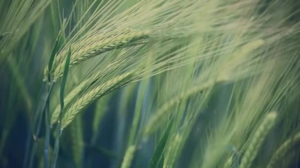 Épillets de blé se balançant dans le vent. Gros plan sur les épillets de blé. Vent soufflant sur le blé .