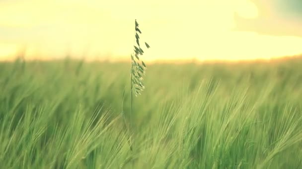 Épillets d'avoine se balançant dans le vent. Gros plan sur l'épillets d'avoine. Vent soufflant à l'avoine .