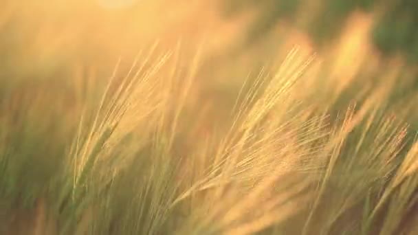 Sommerabend Weizenfeld Weizen Aus Nächster Nähe Weizen Wiegt Sich Wind — Stockvideo