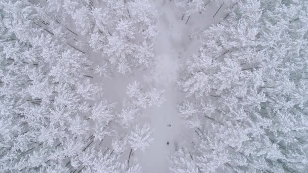 Vliegen Onderaan Wit Besneeuwde Bos Pine Bomen Bedekt Met Sneeuw — Stockvideo