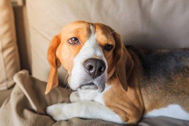 Hasta beagle köpek