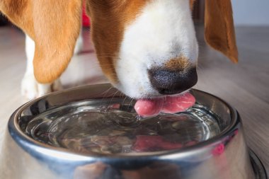 Beagle köpek içme suyu