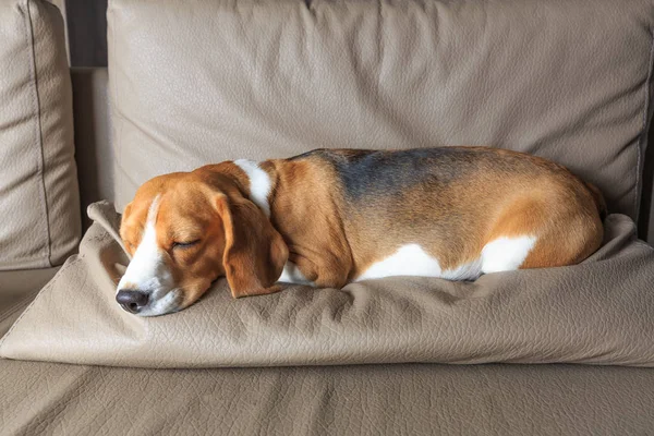 Beagle dog sleeping