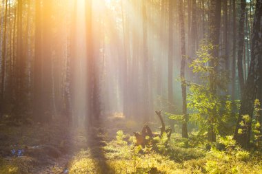 Bahar güneşli doğa