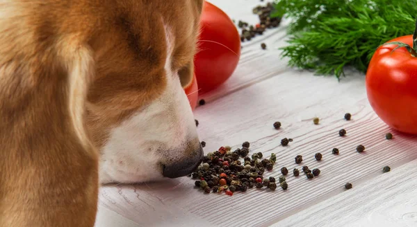 Dog sniffs pepper