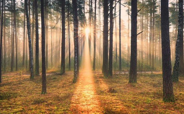 Slunečné podzimní scéna — Stock fotografie