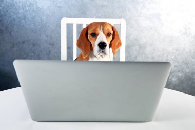 Akıllı beagle köpek laptop ile çalışma