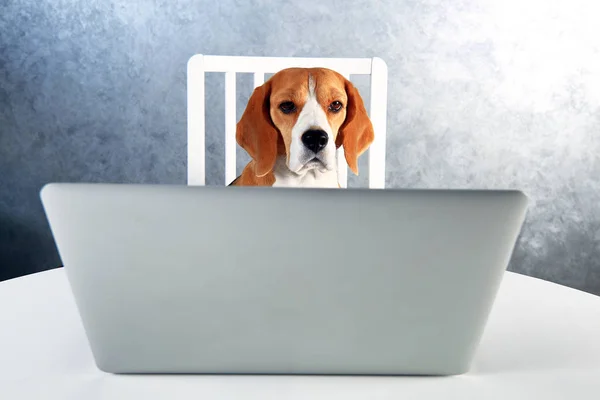 Pies inteligentny Pies goñczy pracę z laptopem — Zdjęcie stockowe