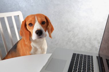 Laptop oturan beagle köpek