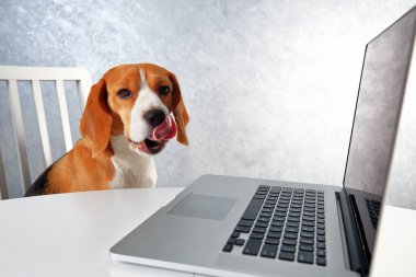 Dizüstü ekran Akıllı köpek bakmak. Beagle köpek kendini yalama.