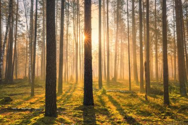 Bahar güneşli scenespring güneşli sahne. Sabahın erken saatlerinde güneş ışığı ile doğal bir park alanı.