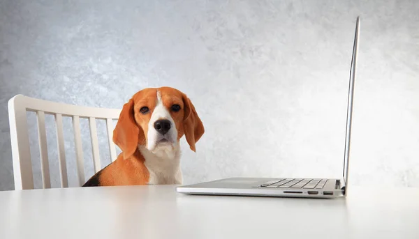 Beagle dog and laptop. Clever dog working with laptop.