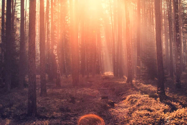 Cena de outono. Floresta outonal com luz solar . — Fotografia de Stock