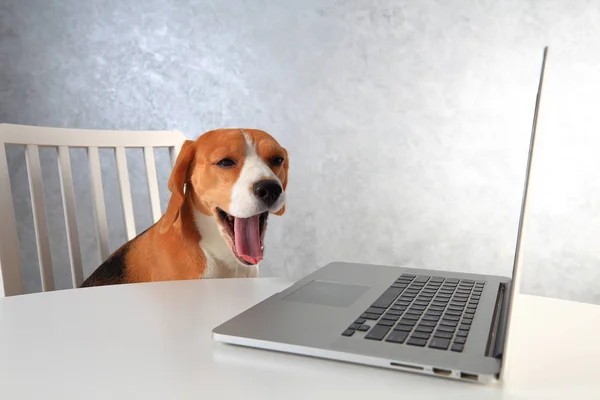 Dog yawns after working. Tired beagle dog with opened mouth at the laptop. — Stock Photo, Image