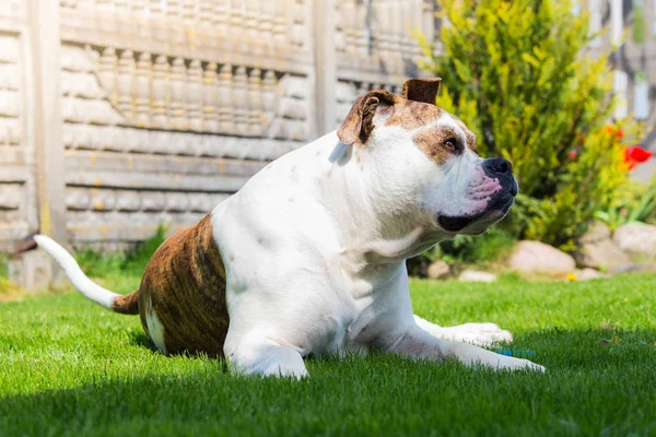 Büyük köpek koruma evi. Arka bahçesinde üzerinde Amerikan bulldog. — Stok fotoğraf