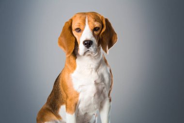 Beagle köpek portre yakın çekim