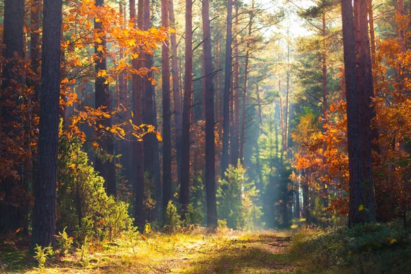 Podzimní Les scéna — Stock fotografie