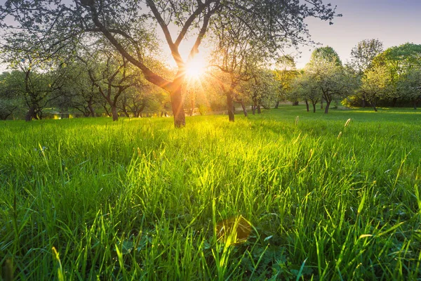Nature Ensoleillée Été Lever Soleil Lumineux Dans Parc Verdoyant Été — Photo