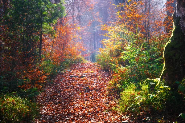 Podzimní les s mlhou a slunečním svitem — Stock fotografie