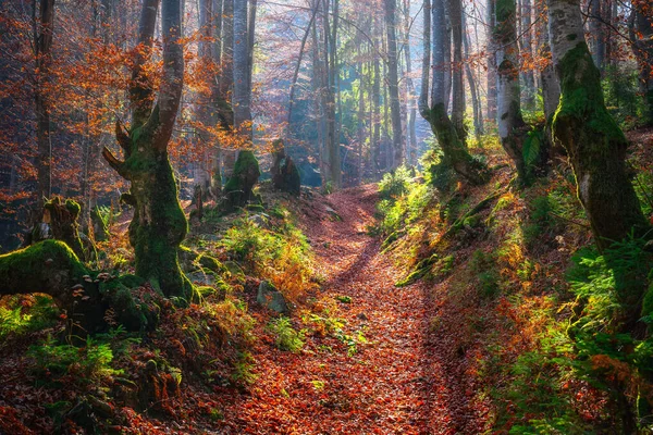 Old beech forest — Stock Photo, Image