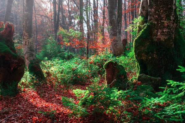 Foresta autunnale con luce solare — Foto Stock