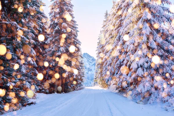 Bosque de Navidad en las montañas — Foto de Stock