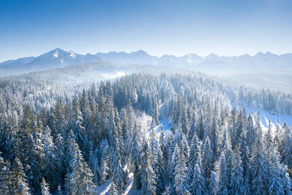 Naturaleza soleada de Navidad — Foto de Stock