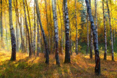 güzel sonbahar arka plan