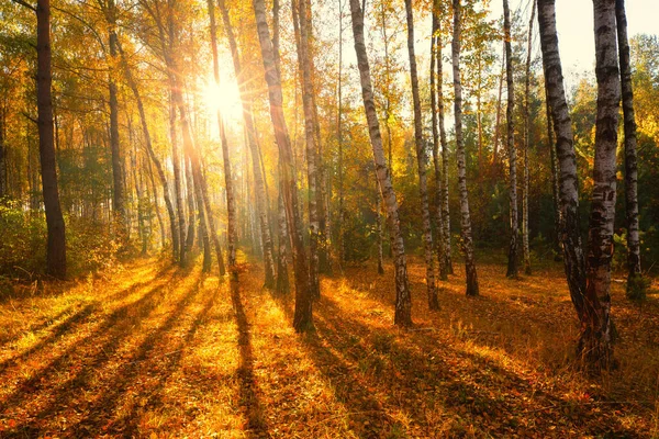 Luz solar na floresta de outono — Fotografia de Stock