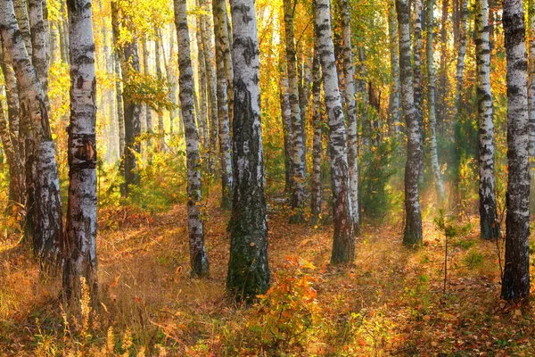 Belle forêt d'automne — Photo