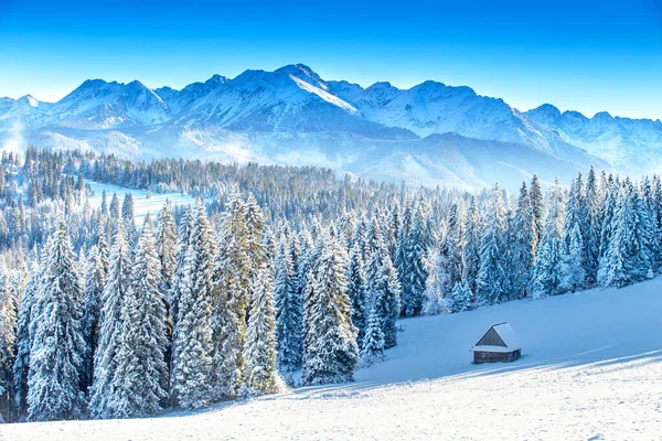 Natürlicher weihnachtlicher Hintergrund — Stockfoto