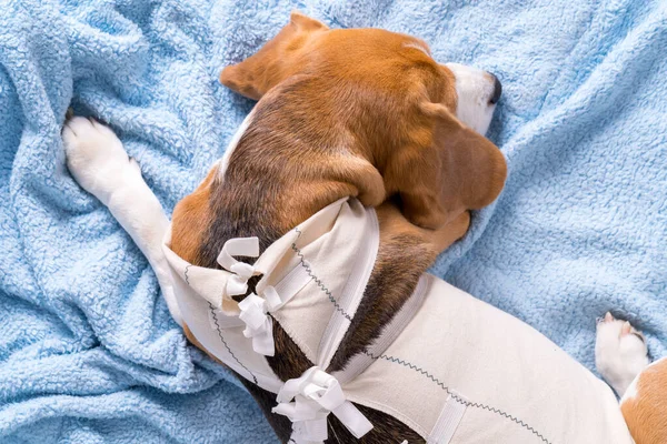 Beagle dog after surgery lying down