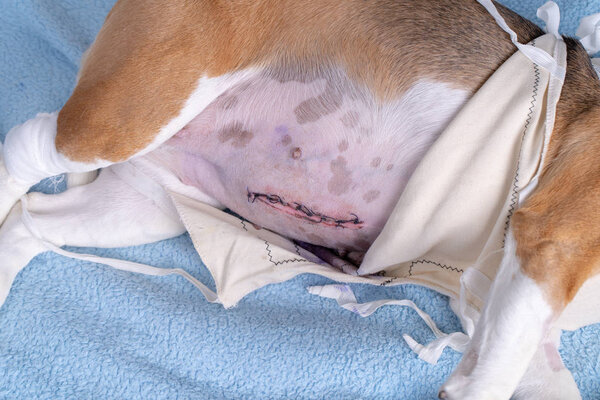Beagle dog after surgery with suture