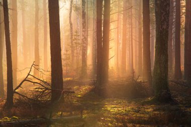 Doğal orman manzara