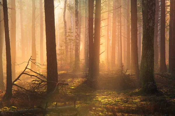 Сценический лесной пейзаж — стоковое фото