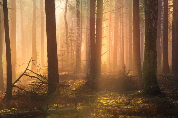 Malebné lesní krajina — Stock fotografie