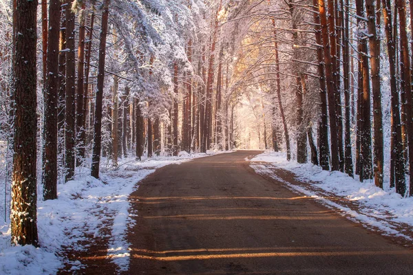 Fondo de bosque de invierno con sol brillante — Foto de Stock